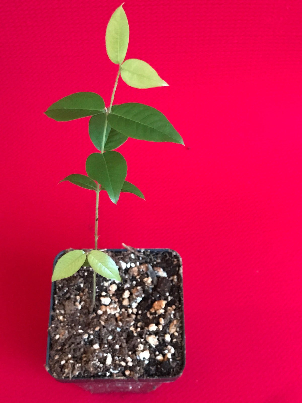 Amazon.com : Red Hybrid Jaboticaba Myrciaria Plinia cauliflora x